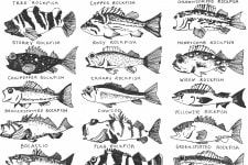 rockfish poster illustration