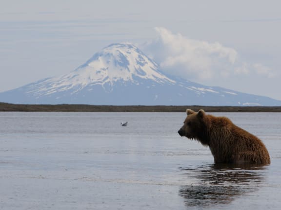 grizzly bear in the water in alaska