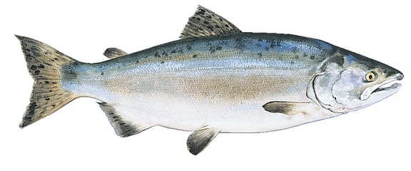 pink salmon