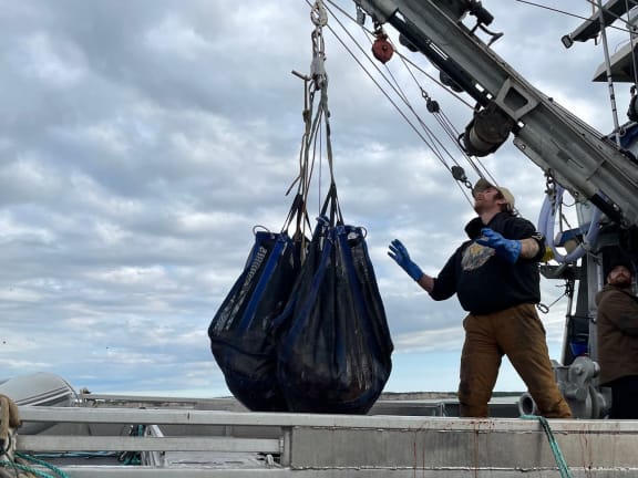 weighing brailer bag of salmon