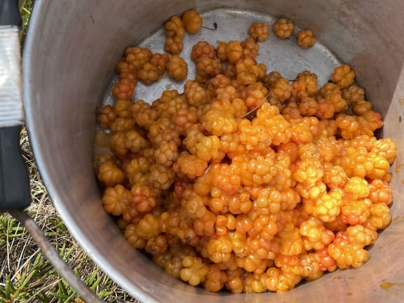 bucket of salmonberries akpik