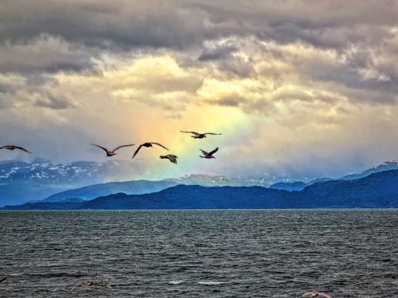 seagulls kachemak bay