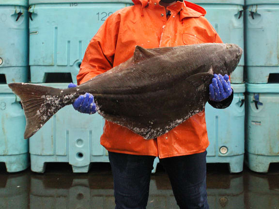 halibut whole fish
