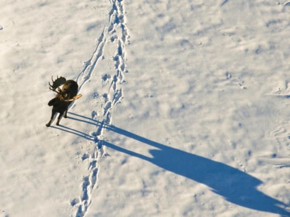 moose in the snow