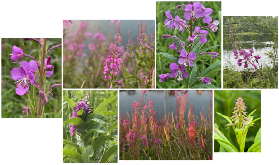 fireweed in Alaska