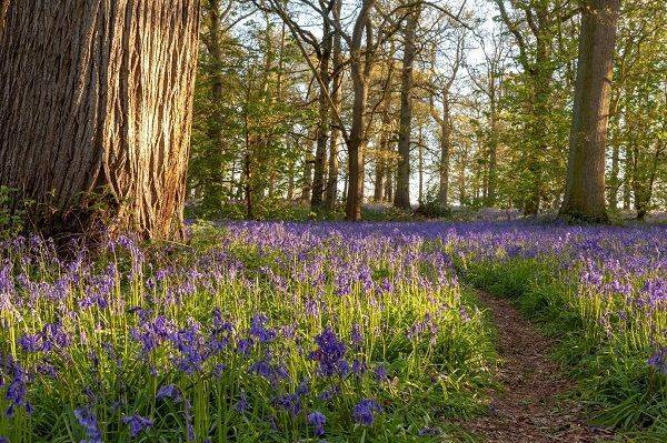 Alington Bluebell Walk, South East England.jpg