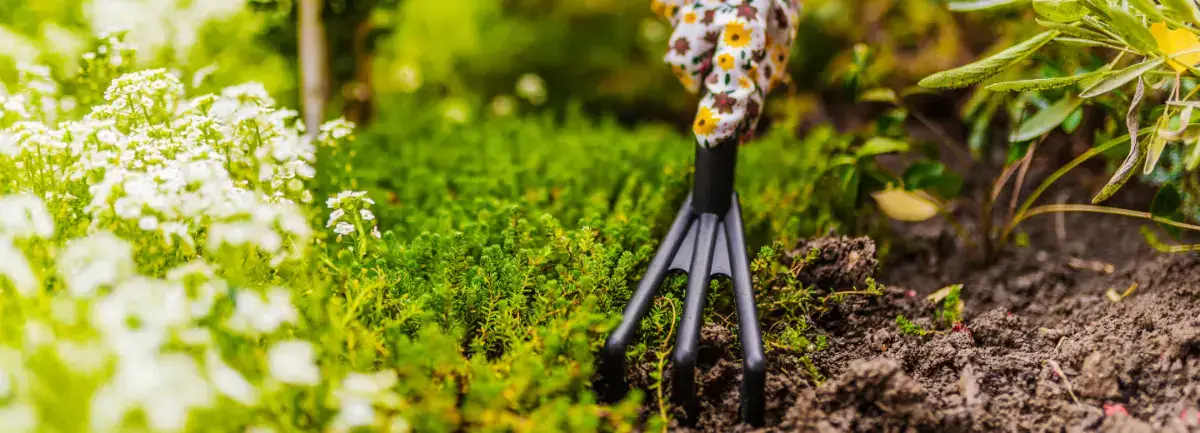 A fork being used to weed a spring garden