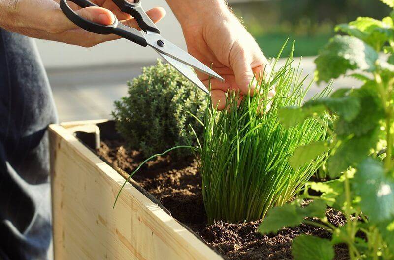 chives fresh outdoor herbs-min.jpg