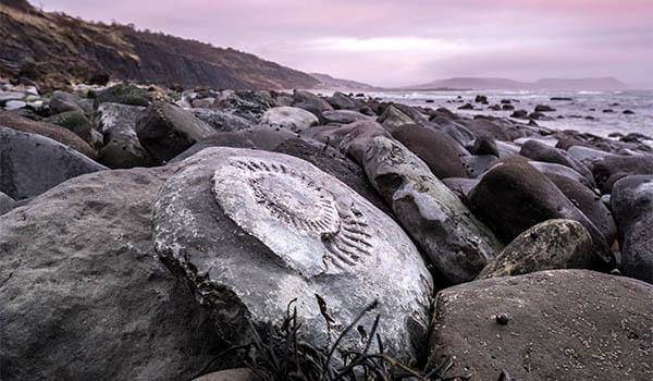 jurassic_coast_mobile (1).jpg