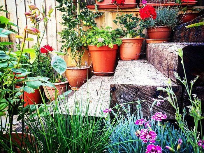 plants and plantpots on steps-min.jpg