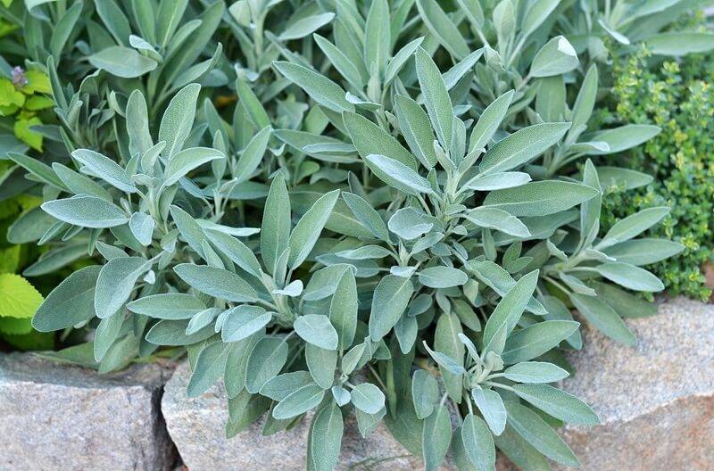 salvia sage herb garden-min.jpg