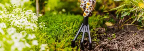 A fork being used to weed a spring garden