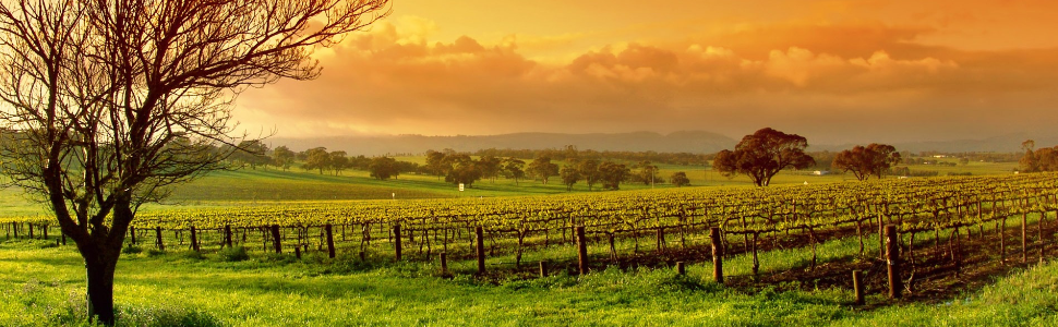 Sunrise over a local winery