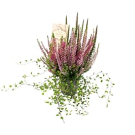  Ljungplantering