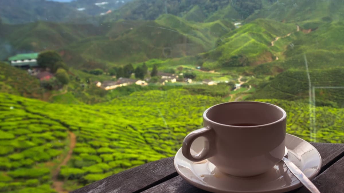 Discover The Best of Cameron Highlands With Tripfez