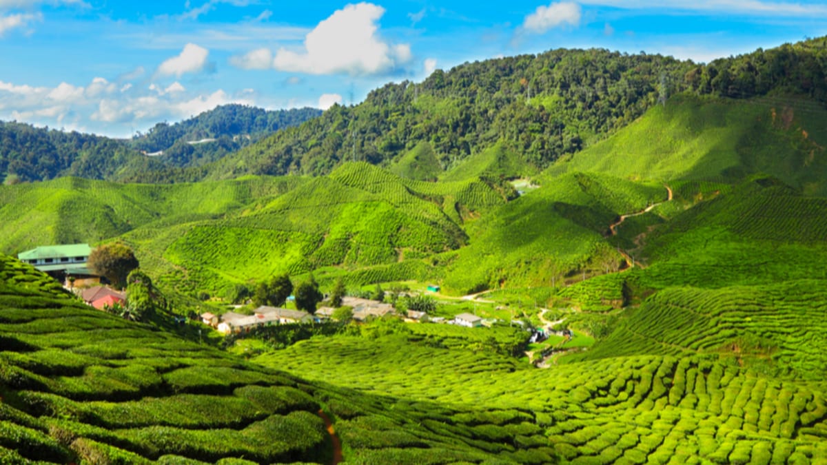 2h1m Makan Angin Cameron Highlands Ground Tripfez Travel