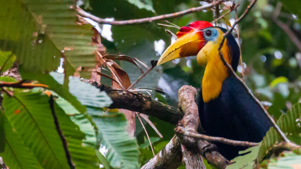 Kembara Hutan Simpanan Kuching Bersama Tripfez