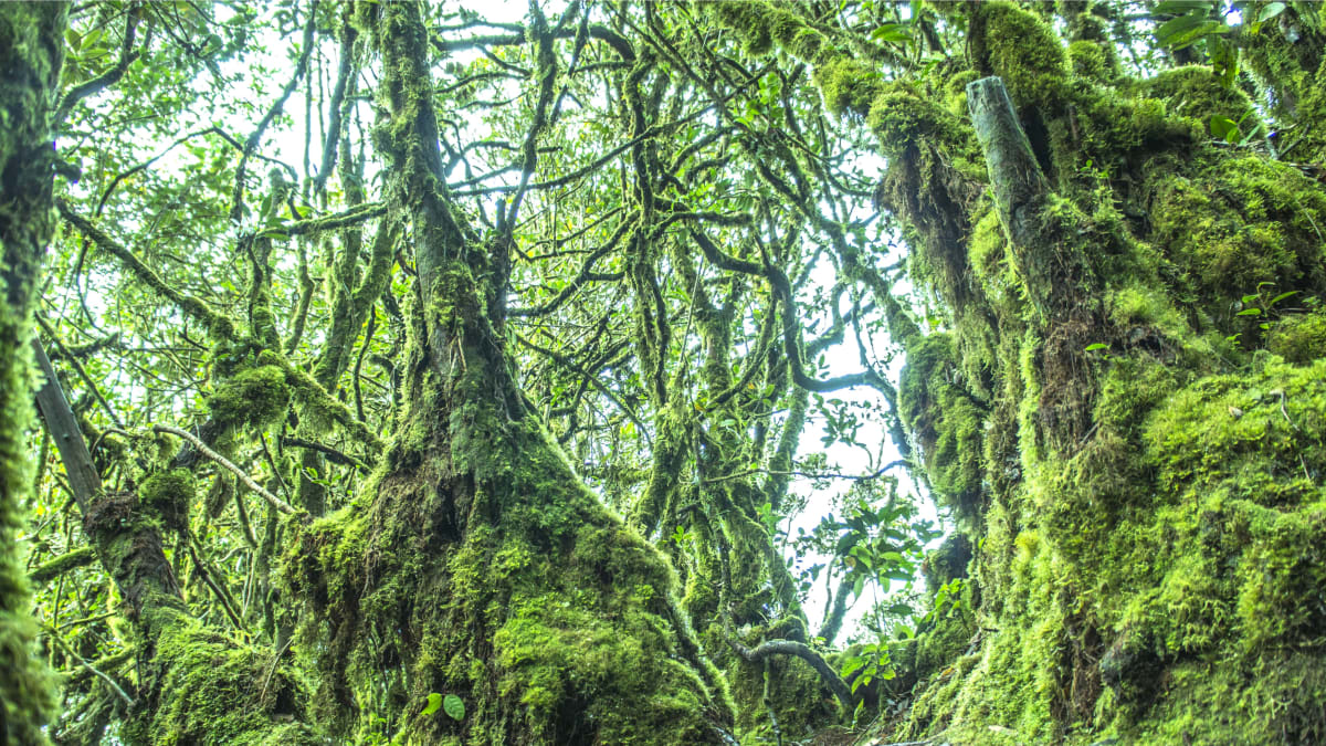 Mossy Forest @ Cameron Highlands With Tripfez