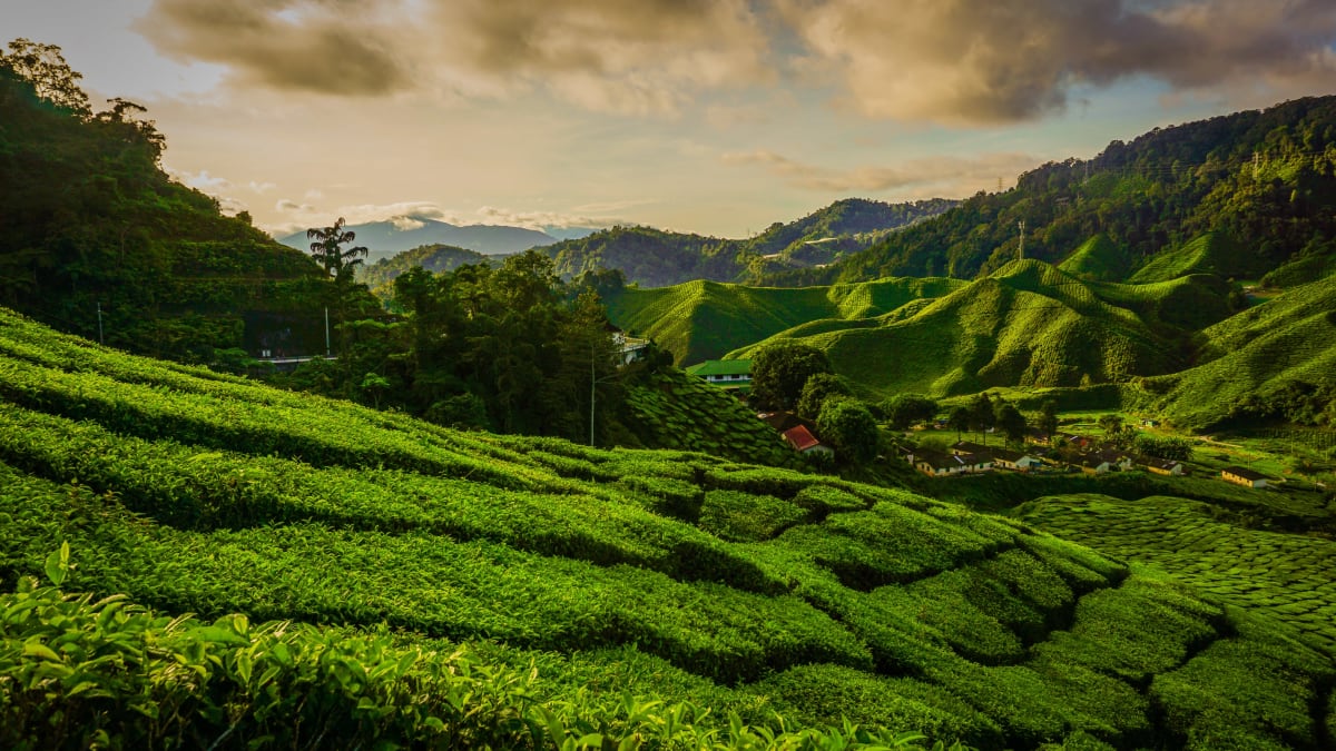 Cameron Highlands Min 