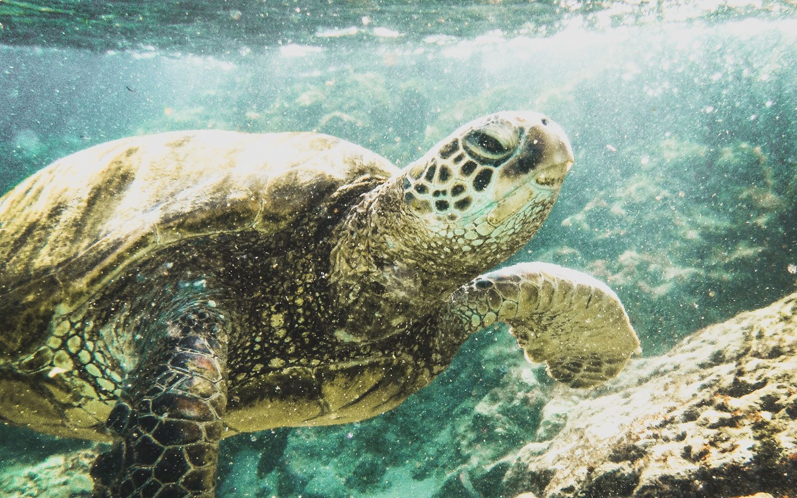 Turtle Time