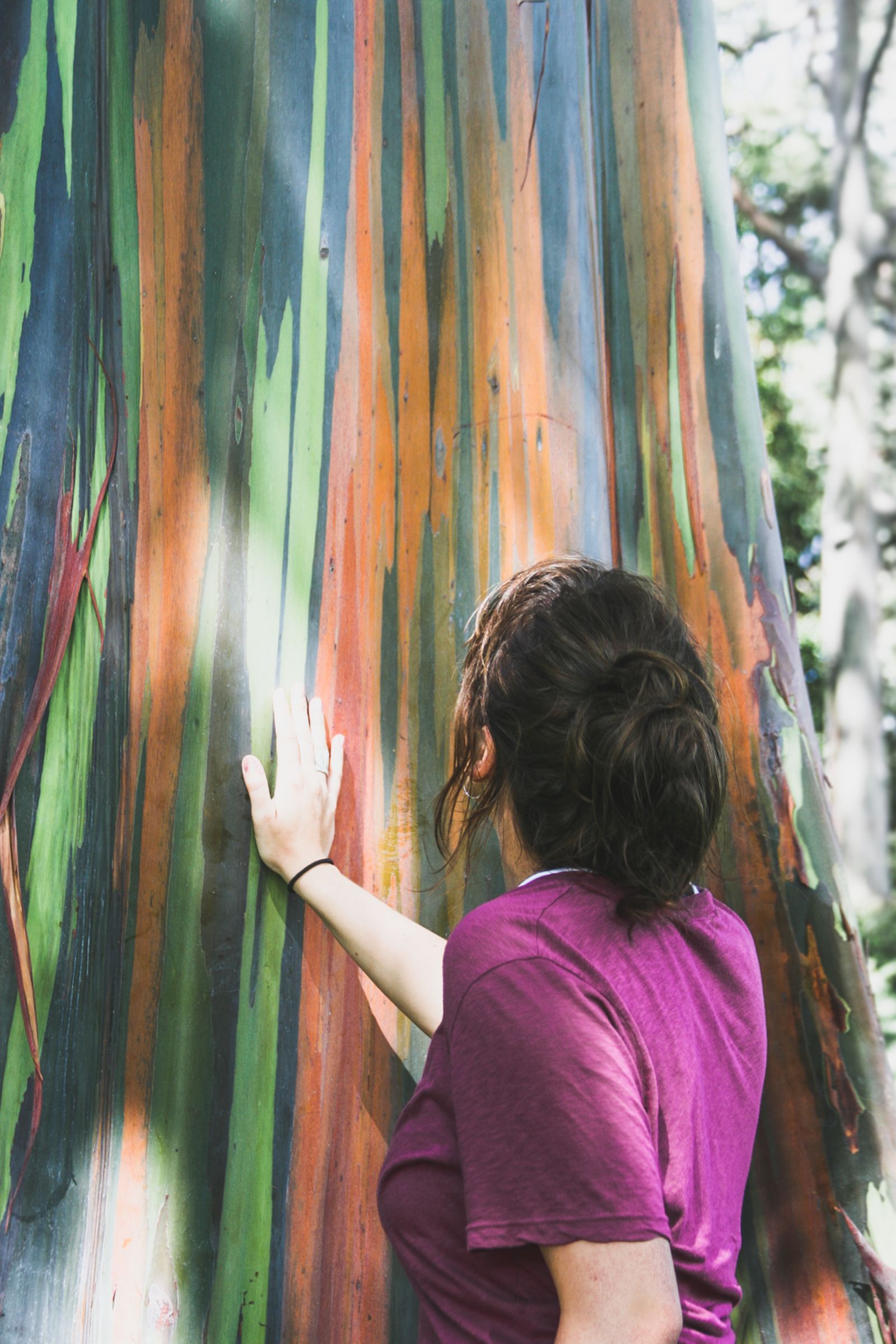 Rainbow Eucalyptus