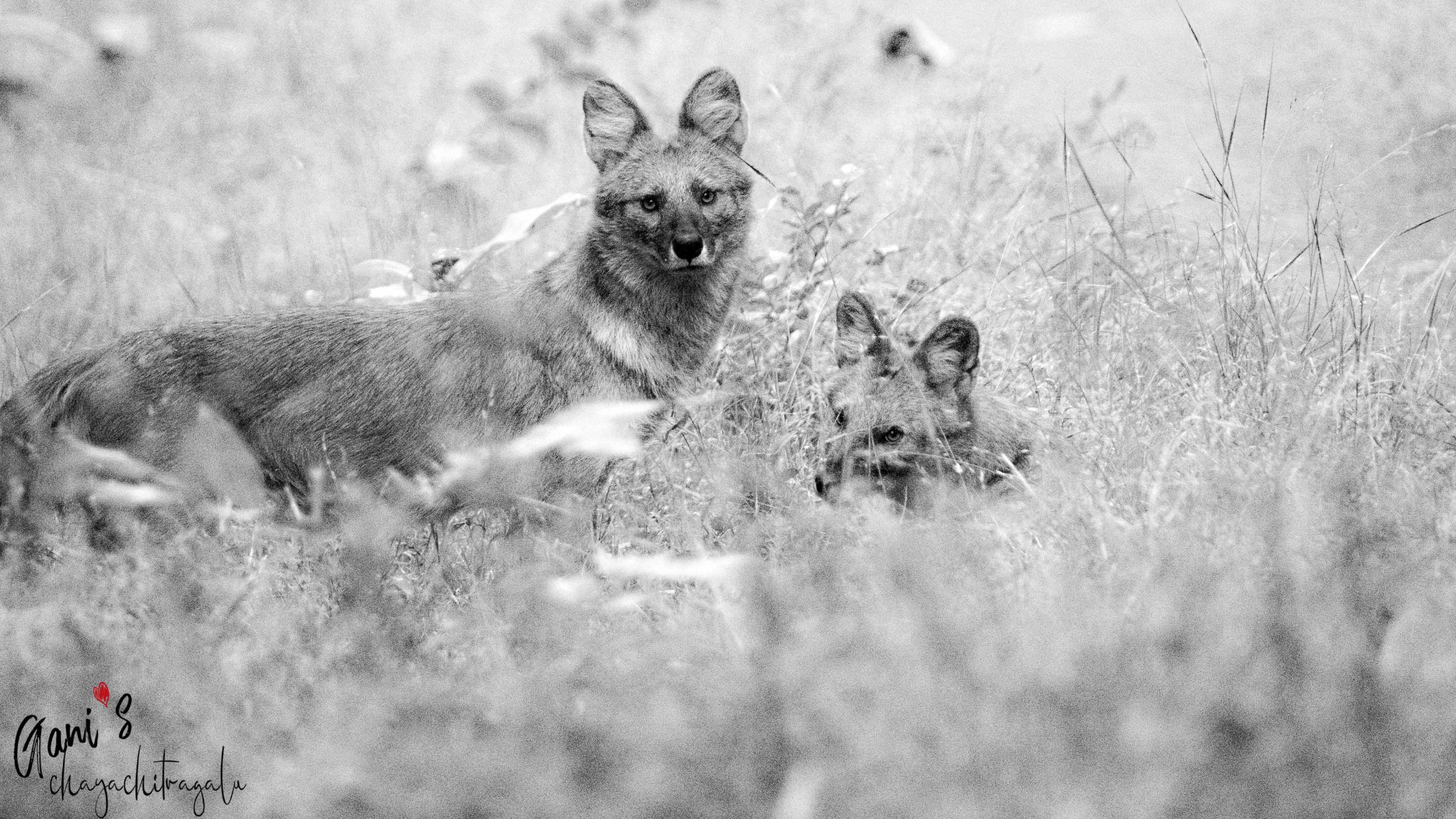 Description of my image