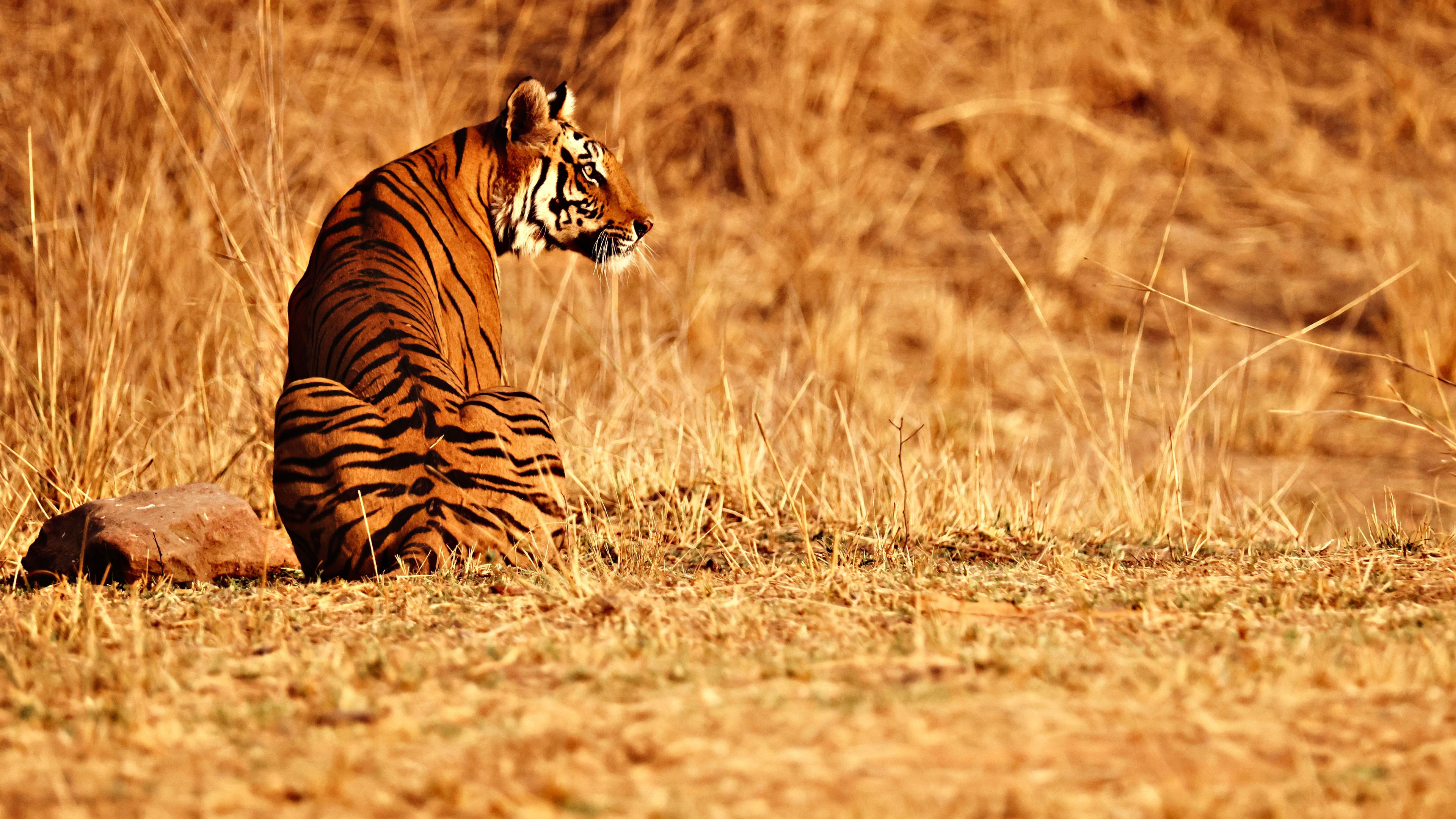 Description of my image