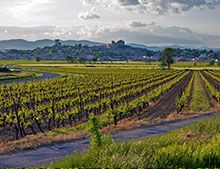 Vins Languedoc Roussillon