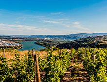 Vins rouges Vallée du Rhône