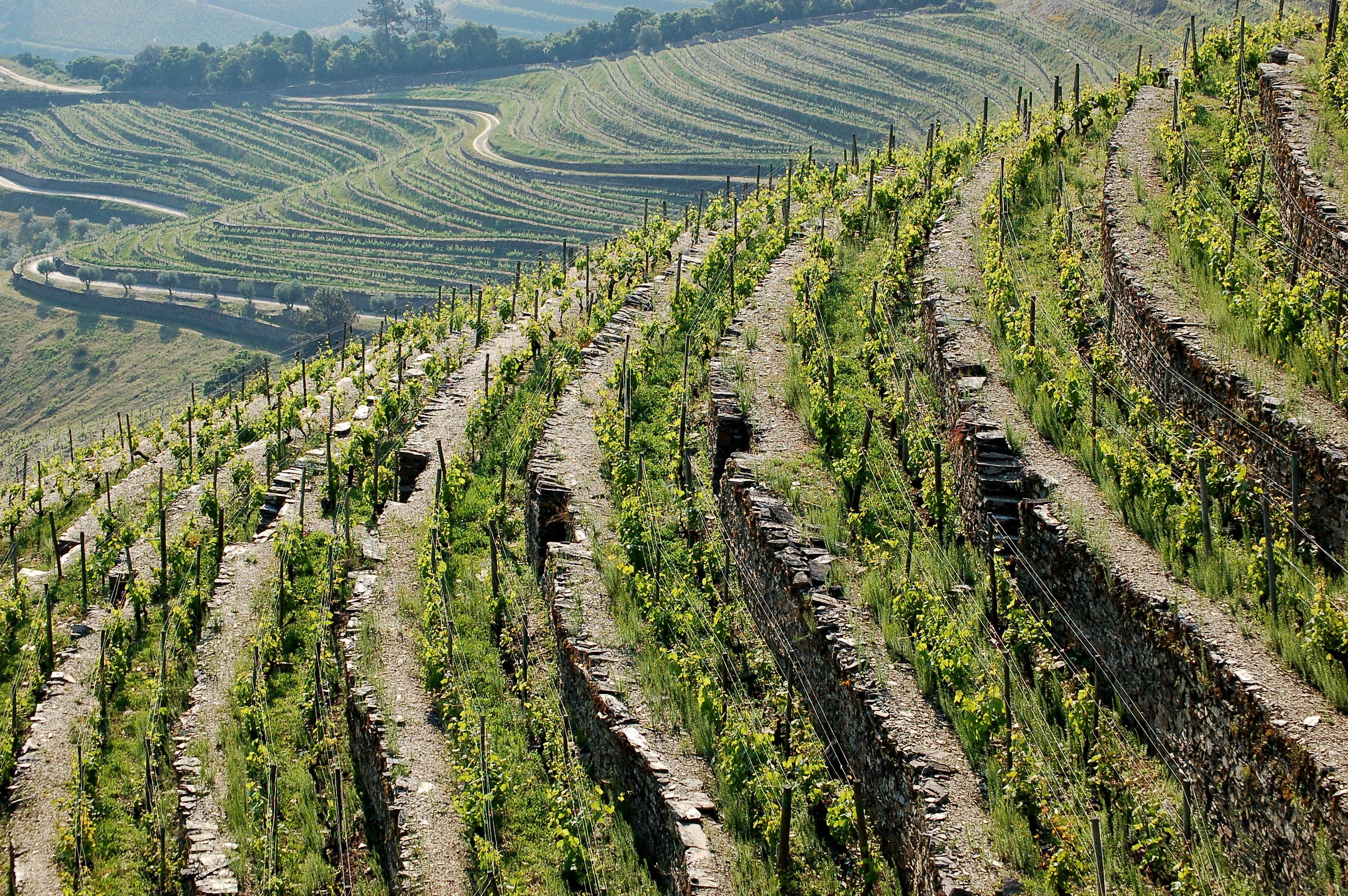 Ramos Pinto Quinta Urtiga | Wine.com