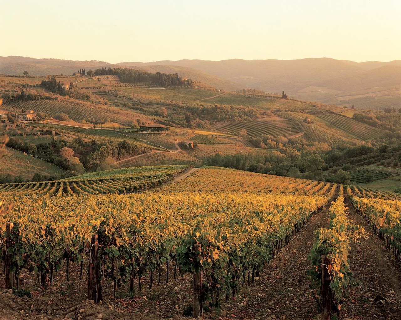 Fontodi Chianti Classico Gran Selezione Vigna del Sorbo 2019 | Wine.com