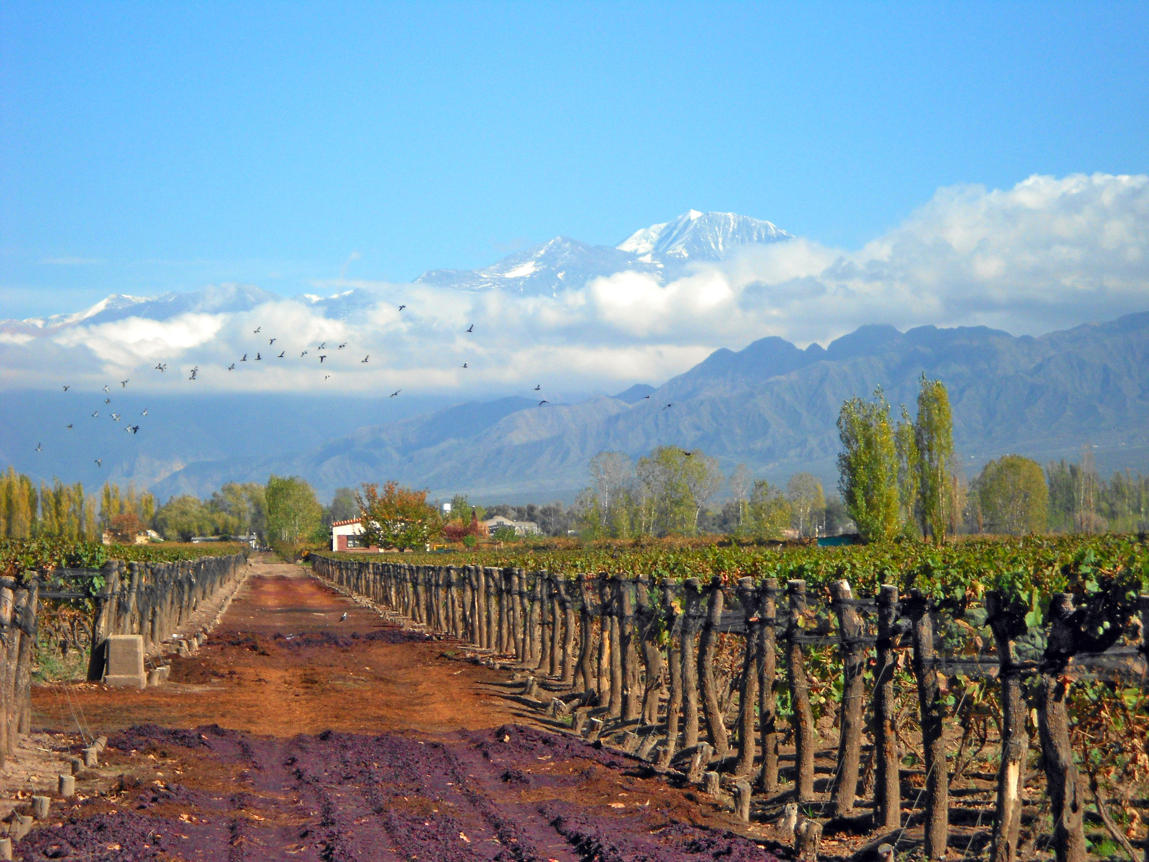 Tiano & Nareno Wine - Learn About & Buy Online | Wine.com