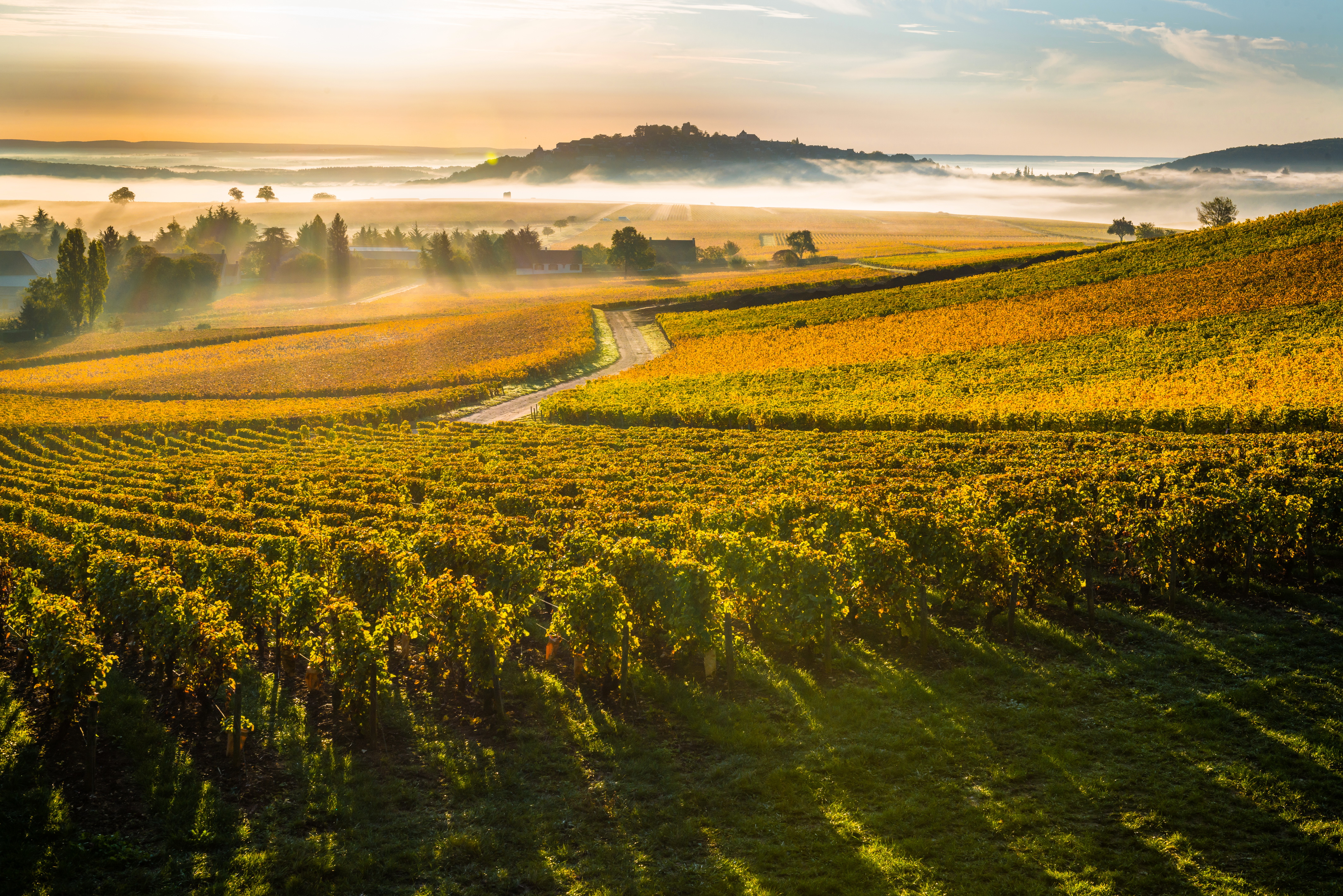 Patient Cottat Sancerre Anciennes Vignes 2018 | Wine.com