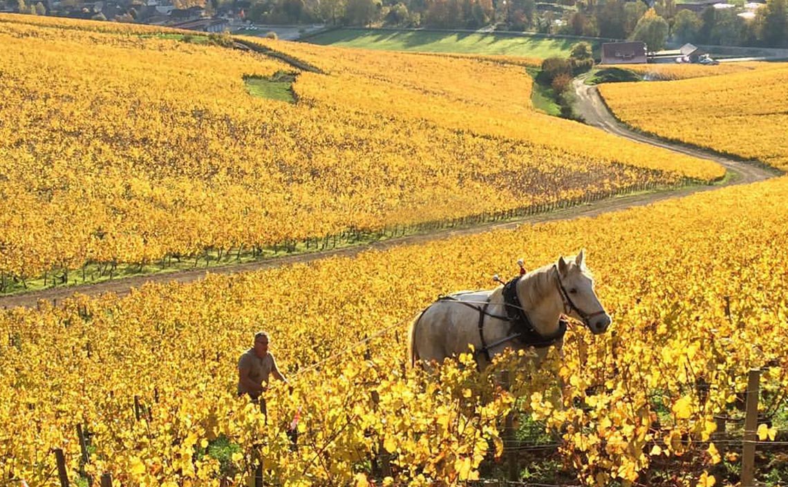 Christian Moreau Chablis 2016 | Wine.com