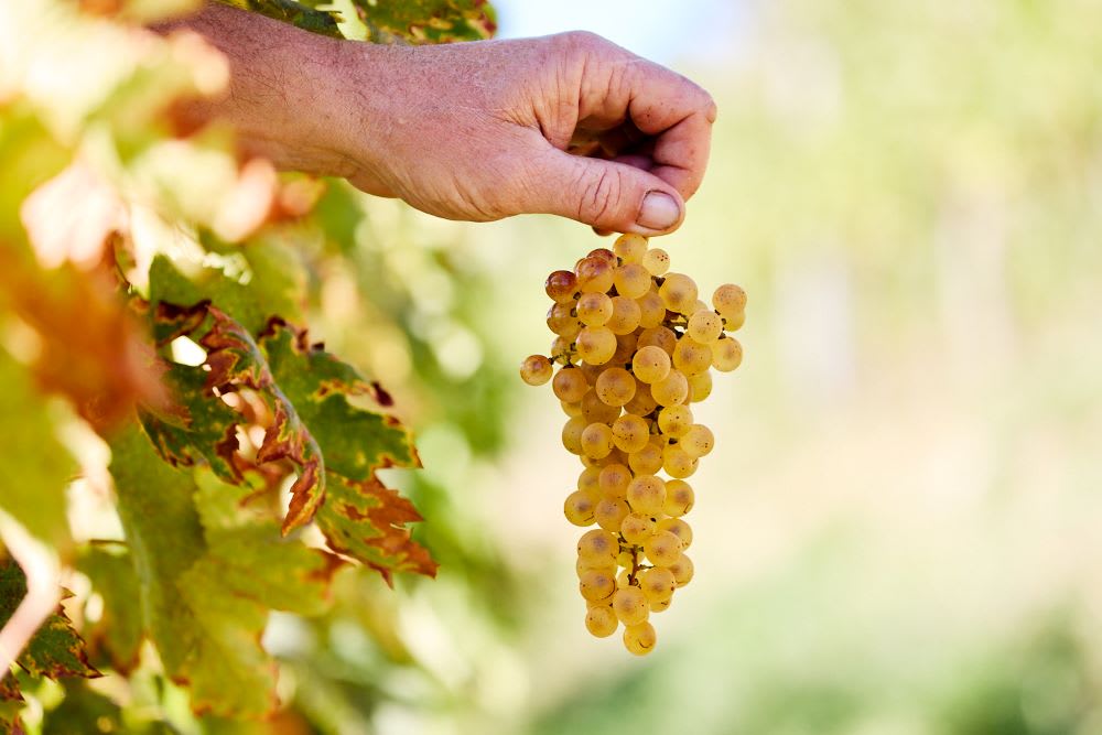 Tenuta Stella Ribolla Gialla Experience