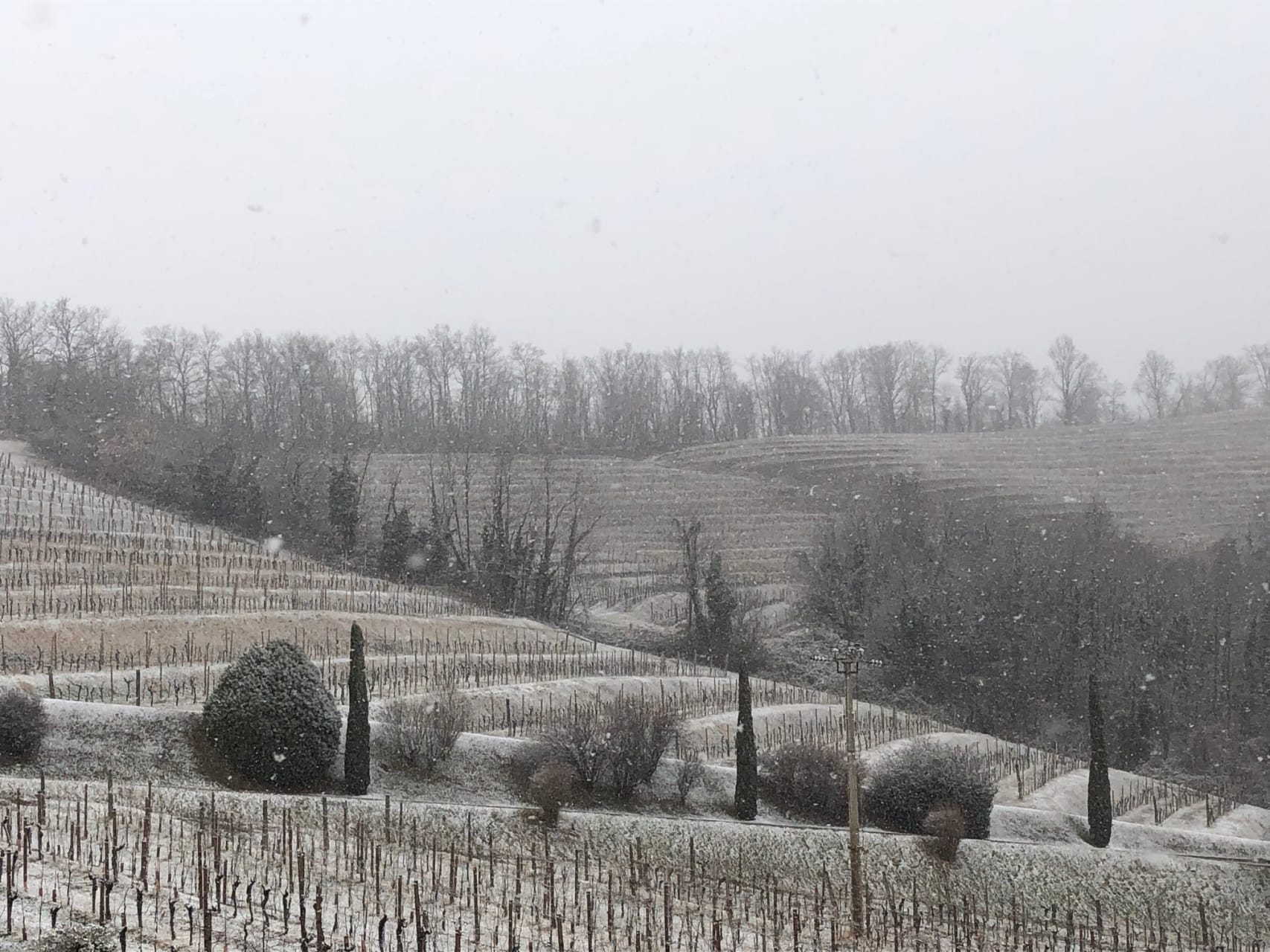 I vigneti innevati