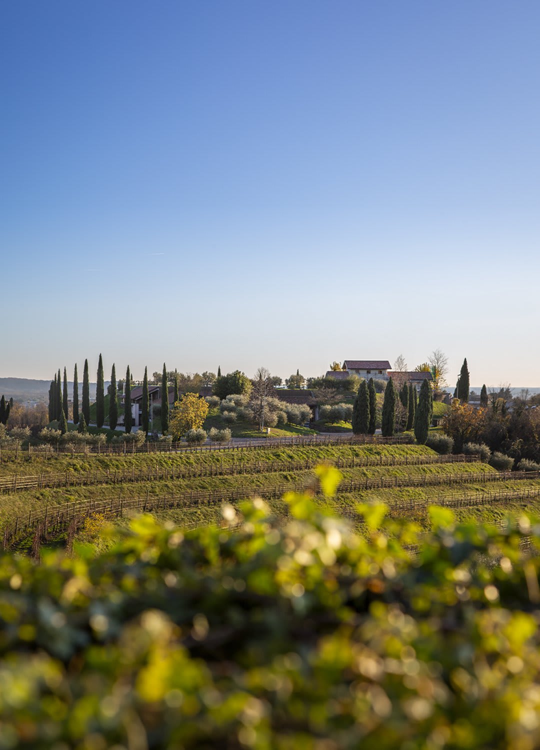 Le vigne di Zamò