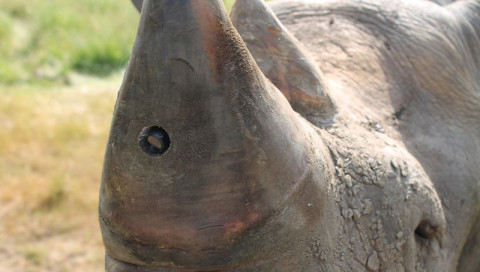 Kampf gegen Wilderer: Tierschützer implantieren Nashörnern Kameras ins Horn