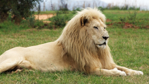 Zum Sterben geboren: In Südafrika werden Mutanten-Tiere für reiche Jäger gezüchtet