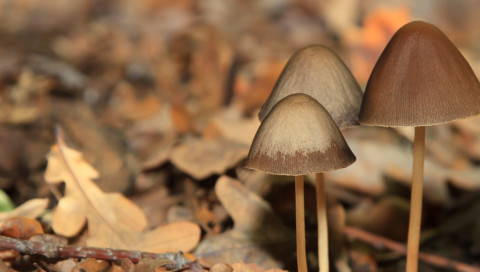 Russland hat Reddit gesperrt — wegen einer Anleitung zur Magic-Mushroom-Zucht