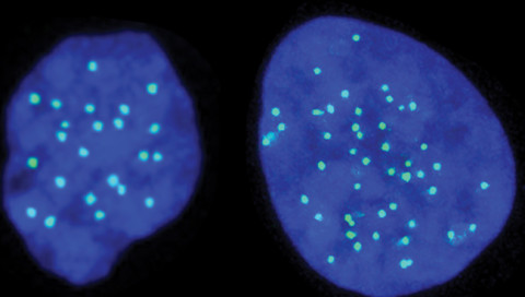 Mit „halben“ Stammzellen könnte man genetische Mutationen besser erforschen