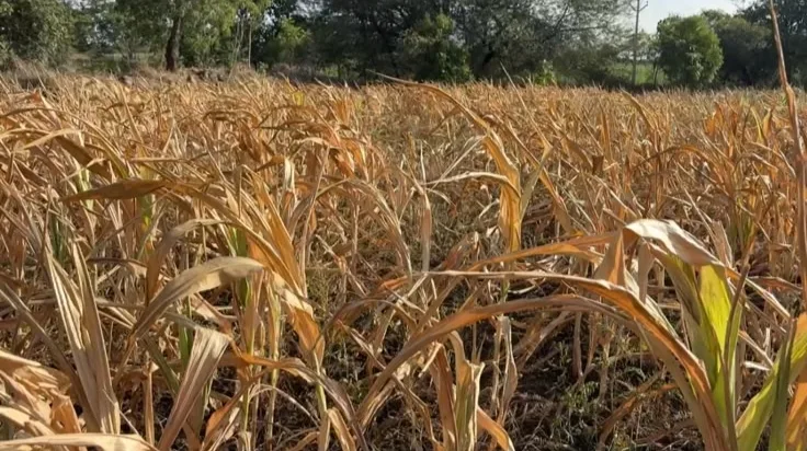 कर्जत तालुक्यात पावसाची दडी; खरीप पिके करपली, शेतकरी संकटात!