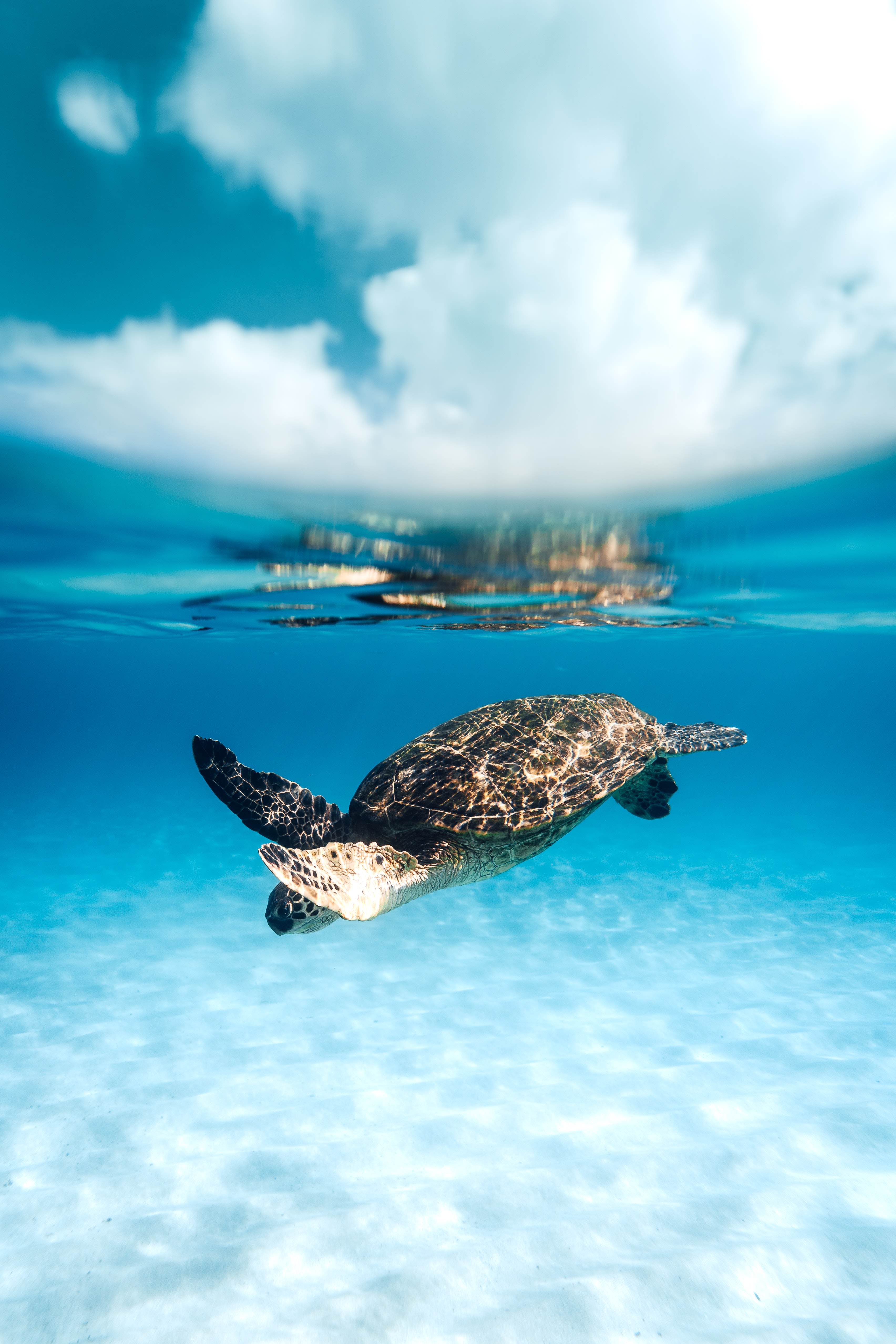 A sea turtle swimming near an island, seen from underwater