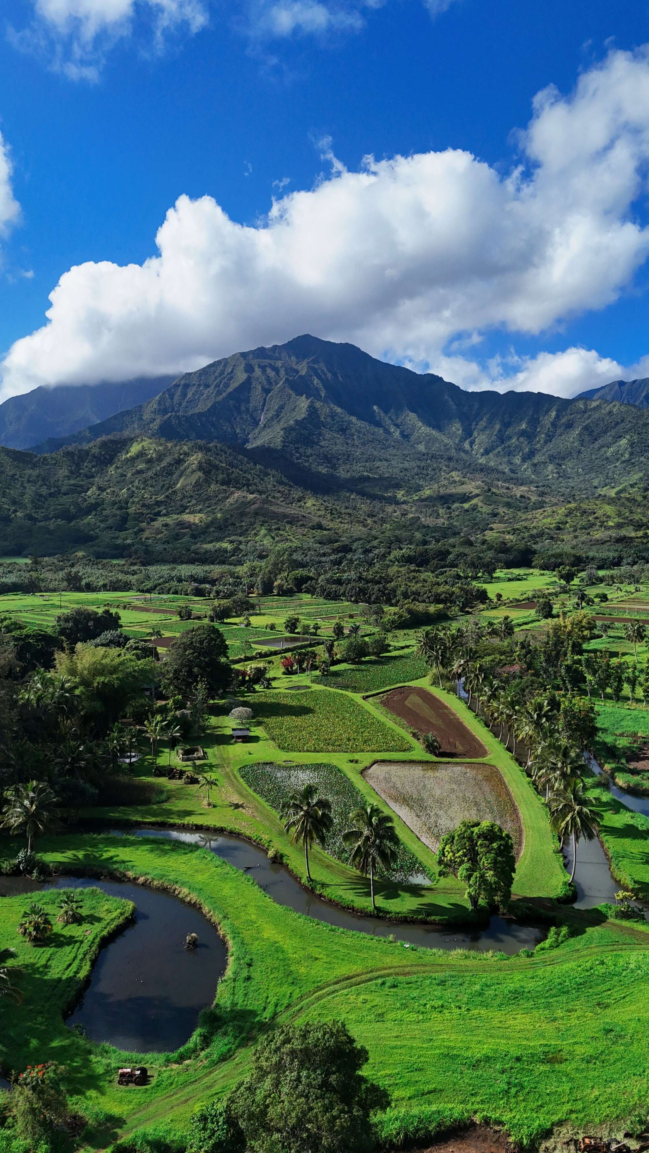 A Hawaiian landscape