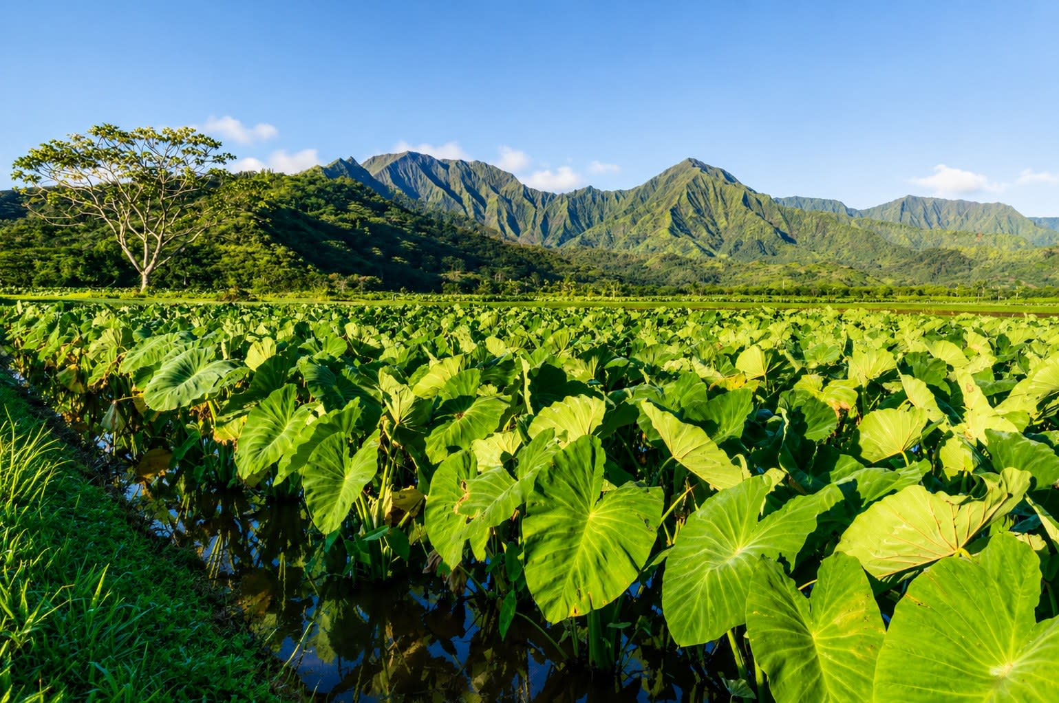 A Hawaiian landscape