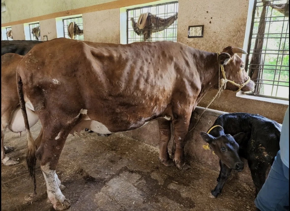 गायों में लंपी स्किन डिजीज से प्रभावित गोवंश की तस्वीर