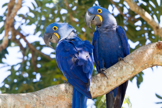 Resgate e Monitoramento da Fauna