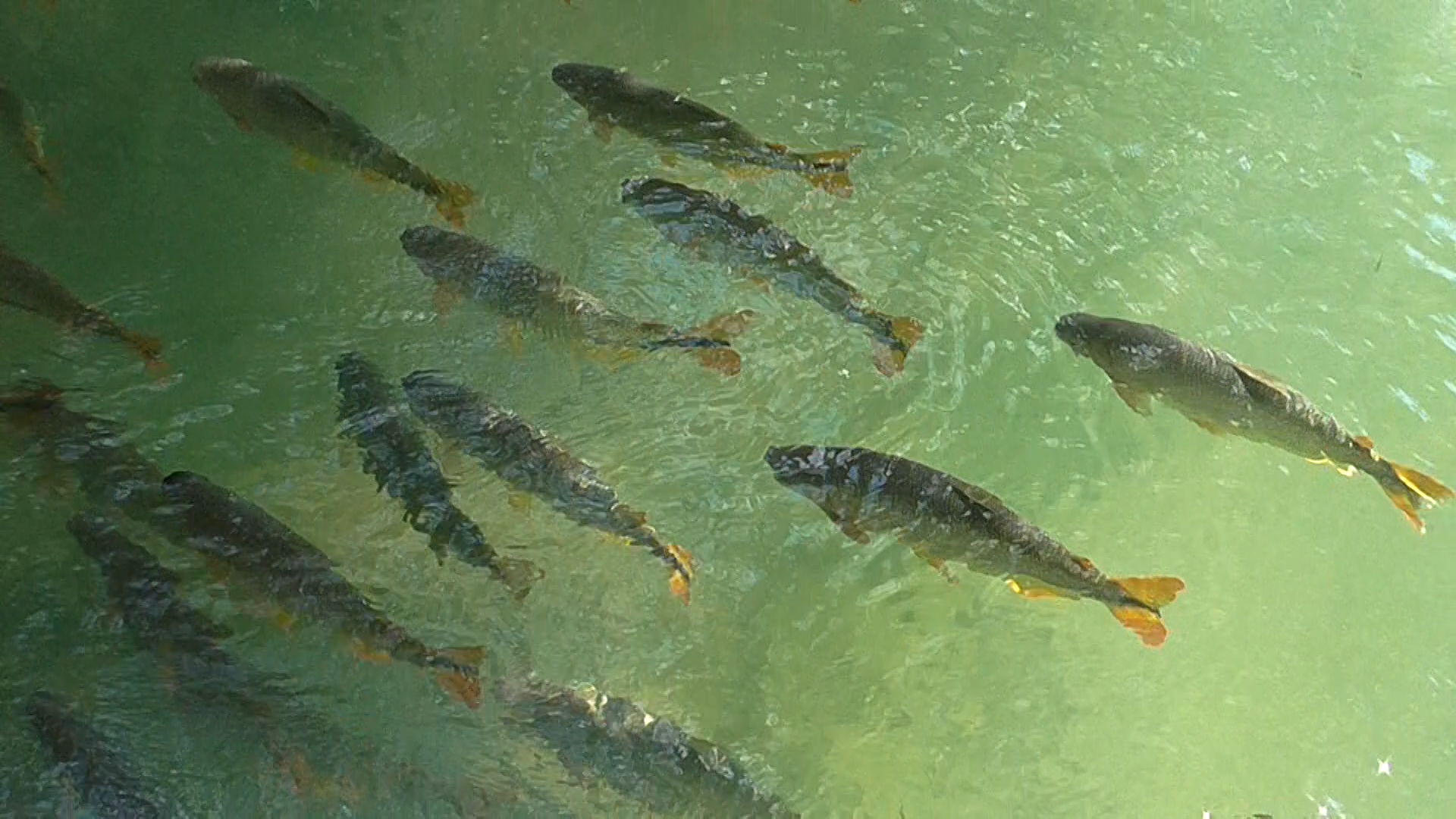 Resgate e Monitoramento da Ictiofauna (Peixes)