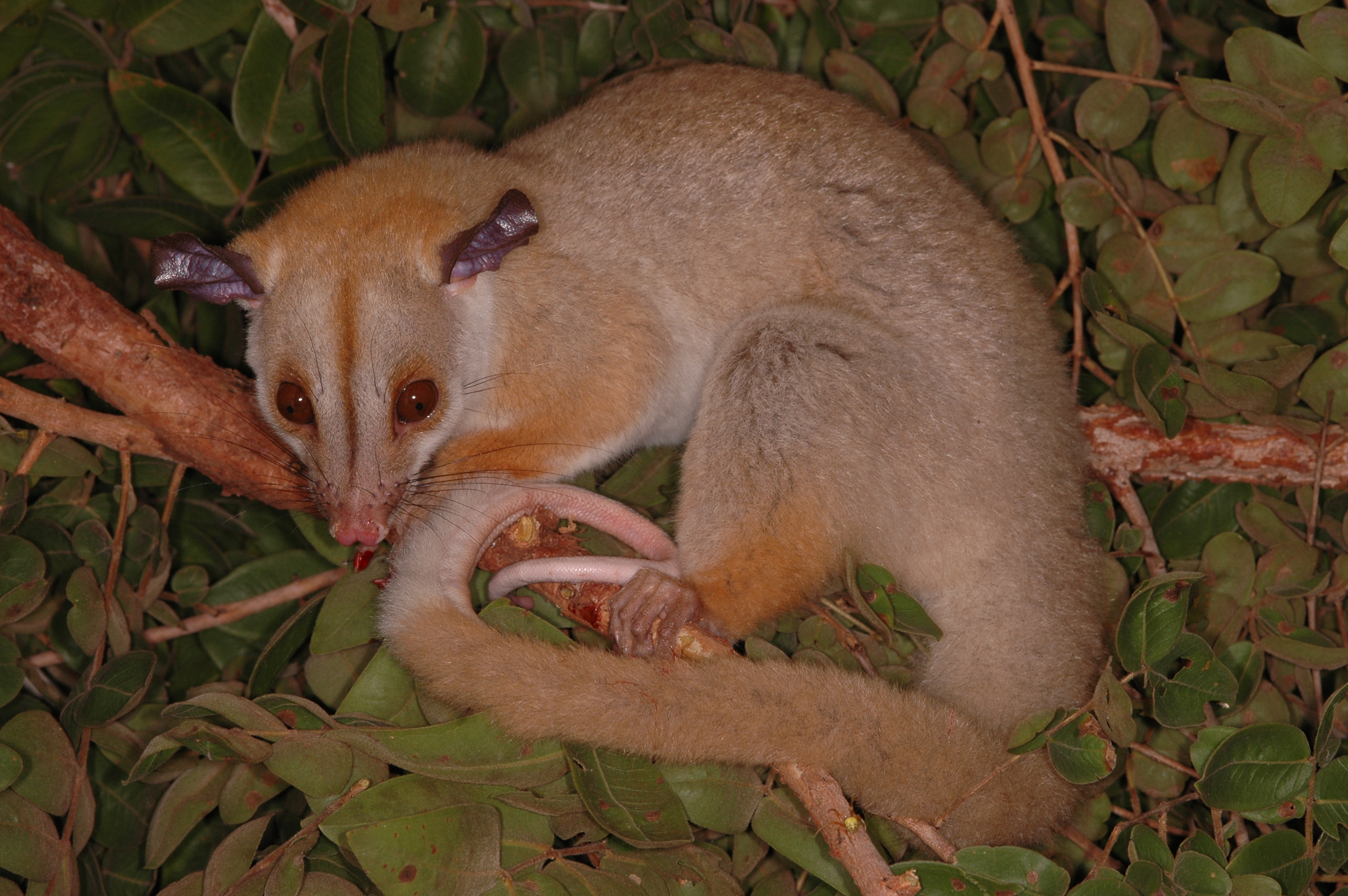 Inventariamento Taxonômico da Fauna Terrestre e Aquática