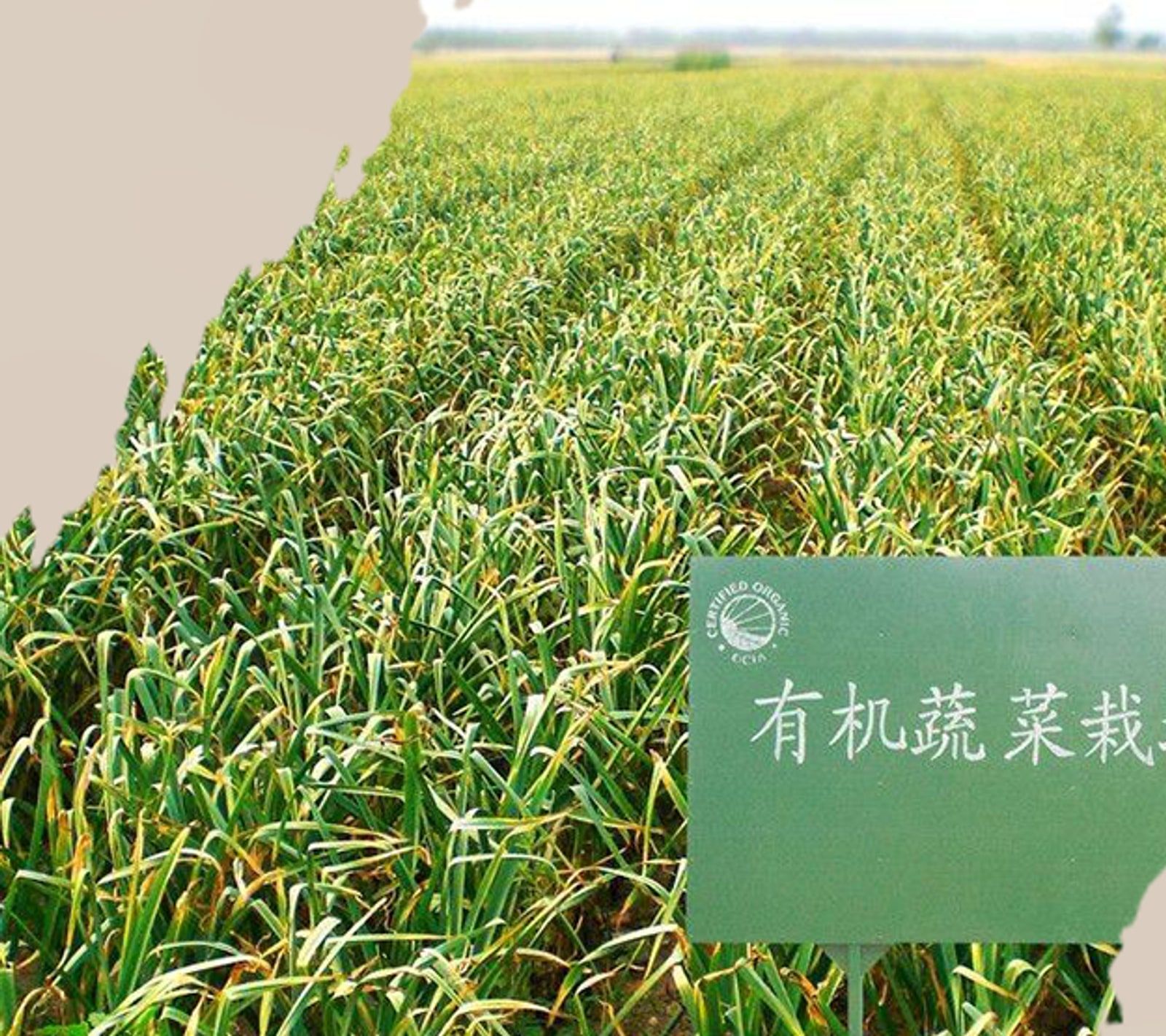 脱水大蒜 源头厂家